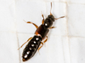 Bledius dissimilis